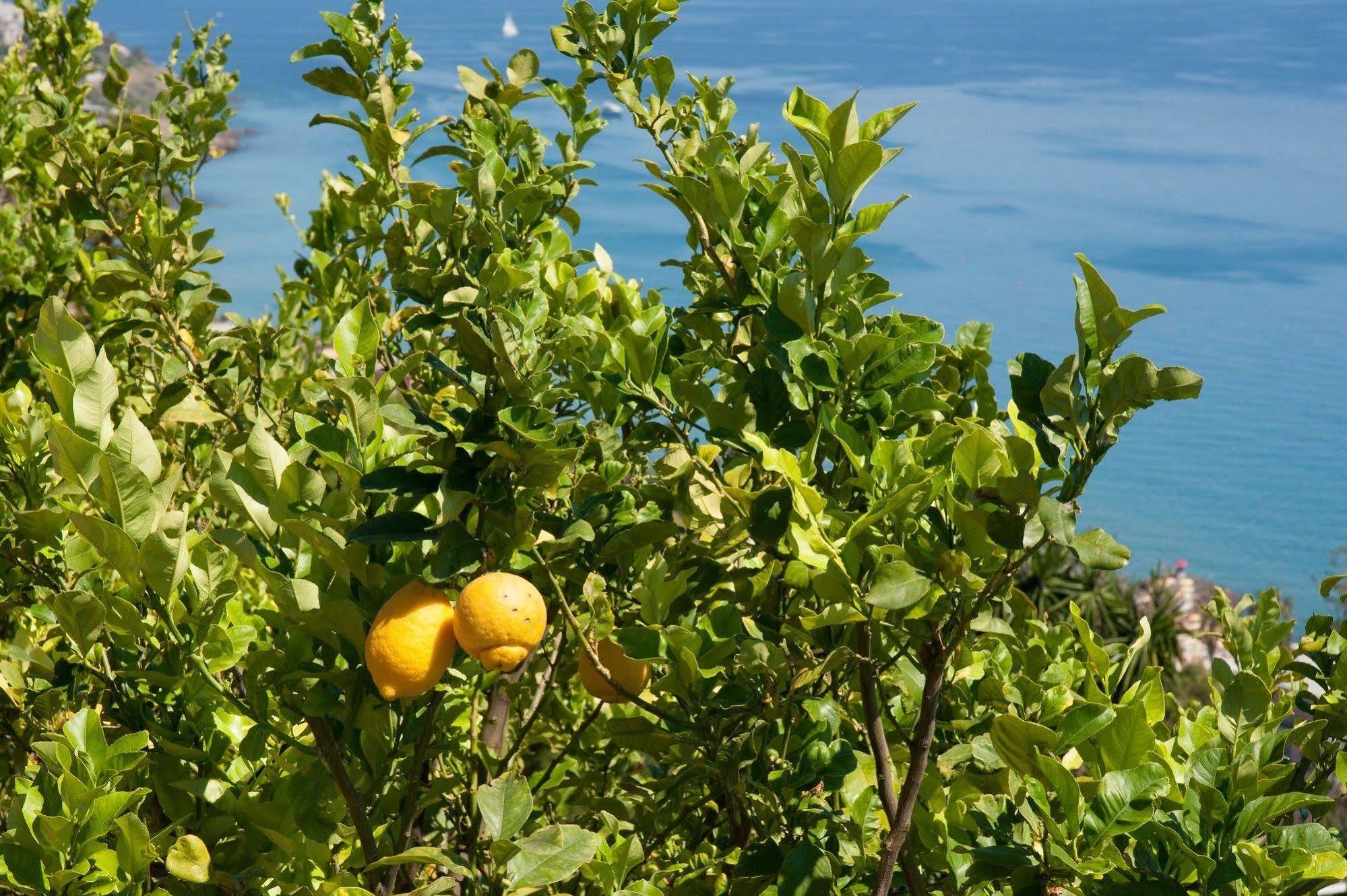 Le Terrazze Appartamenti Vacanze Sanremo Exterior foto